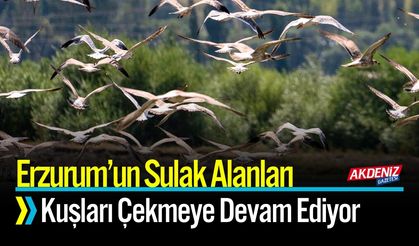 Erzurum’un Sulak Alanları Kuşları Çekmeye Devam Ediyor