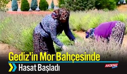 Gediz'in Mor Bahçesinde Hasat Başladı