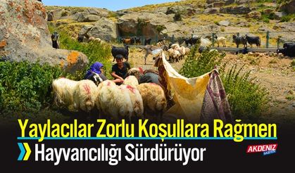 Yaylacılar Zorlu Koşullara Rağmen Hayvancılığı Sürdürüyor