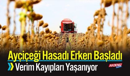 Trakya’da Ayçiçeği Hasadı Erken Başladı; Verim Düşüyor