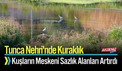 Tunca Nehri'nde Sazlıklar Kuşlara Yuva Oldu