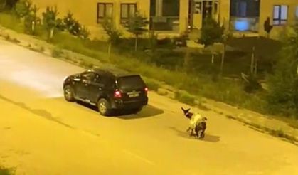 Kars’ta Hayvana İşkence; Koruma Altına Alındı