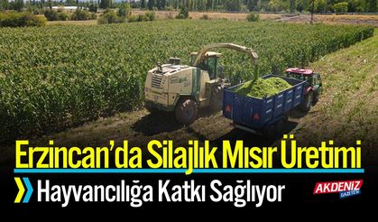 Silajlık Mısır Üretimi Hayvancılığa Katkı Sağlıyor