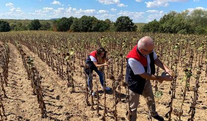 Kırklareli’nde Ayçiçeği Tarlalarında Kuraklık İncelemesi