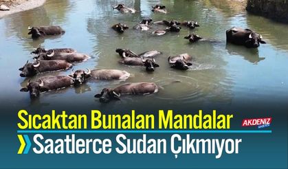 Sıcaktan Bunalan Mandalar Saatlerce Sudan Çıkmıyor