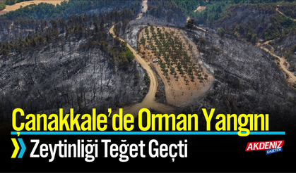 Çanakkale’de Orman Yangını Zeytinliği Teğet Geçti
