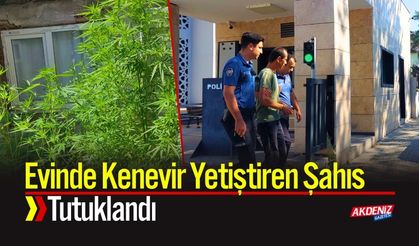 Evinde Kenevir Yetiştiren Şahıs Tutuklandı