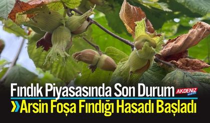 Fındık Piyasasında Son Durum: Foşa Fındığı Hasadı Başladı