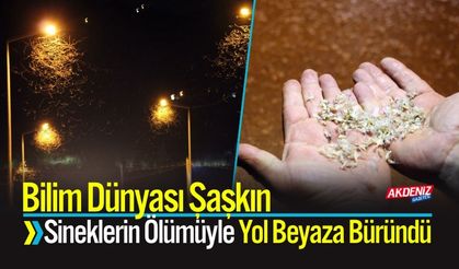 Bilim Dünyası Şaşkın Sineklerin Ölümüyle Yol Beyaza Büründü