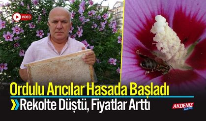 Ordulu Arıcılar Hasada Başladı: Fiyatlar Arttı