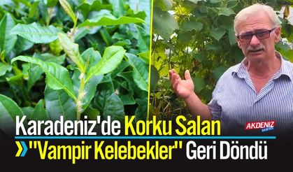 Karadeniz'de Korku Salan "Vampir Kelebekler" Geri Döndü