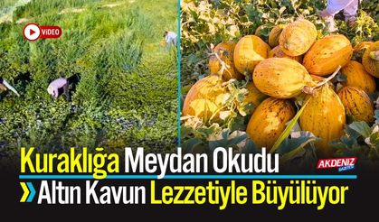 Kuraklığa Meydan Okudu: Altın Kavun Lezzetiyle Büyülüyor