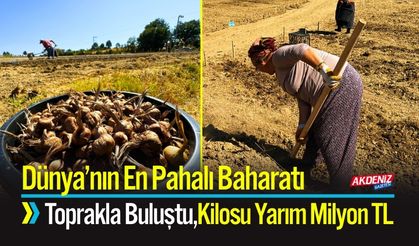 Kilosu Yarım Milyon TL Dünya’nın En Pahalı Baharatı