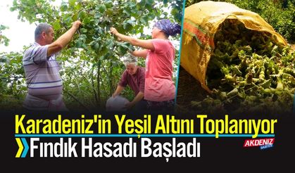 Karadeniz'in Yeşil Altını Toplanıyor: Fındık Hasadı Başladı