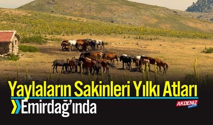 Yaylaların Sakinleri: Yılkı Atları Emirdağ’ında