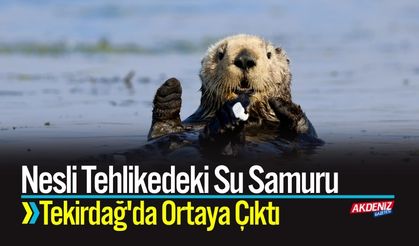 Nesli Tehlikedeki Su Samuru Tekirdağ'da Ortaya Çıktı