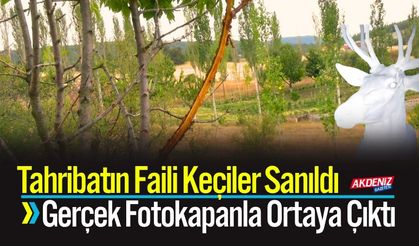 Tahribatın faili keçiler sanıldı, gerçek fotokapanla ortaya çıktı