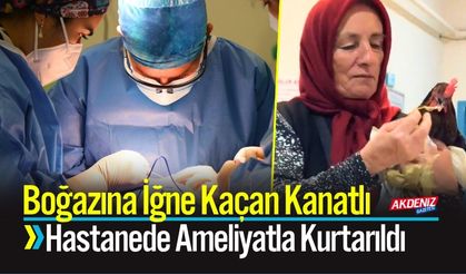 Boğazına İğne Kaçan Kanatlı Ameliyatla Kurtarıldı