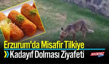 Erzurum'da Misafir Tilkiye Kadayıf Dolması Ziyafeti
