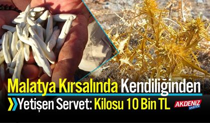 Kendiliğinden Yetişen Servet: Kilosu 10 Bin TL