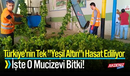 Türkiye'nin Tek "Yeşil Altın"ı Hasat Ediliyor