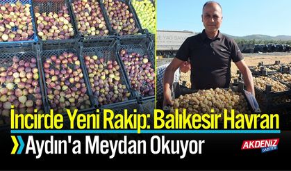 İncirde Yeni Rakip: Balıkesir Havran, Aydın'a Meydan Okuyor