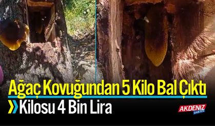 Ağaç Kovuğundan 5 Kilo Bal Çıktı: Kilosu 4 Bin Lira