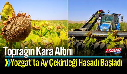 Toprağın Kara Altını: Yozgat'ta Ay Çekirdeği Hasadı Başladı