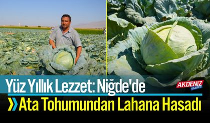 Yüz Yıllık Lezzet: Niğde'de Ata Tohumundan Lahana Hasadı