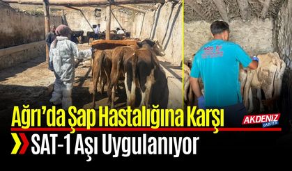 Ağrı’da Şap Hastalığına Karşı SAT-1 Aşı Uygulanıyor