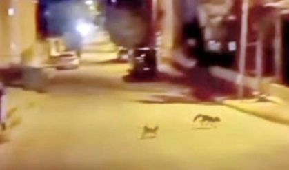 Sokak Kedisi Tilkiye Meydan Okudu