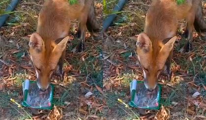 Tekirdağ’da Susuz Kalan Tilkinin İmdadına Vatandaş Yetişti