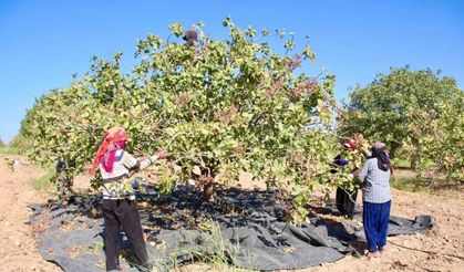 En Büyük Tarım İşletmesinde Fıstık Hasadı Başladı
