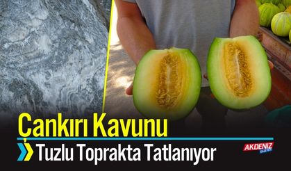 Çankırı Kavunu Tuzlu Toprakta Tatlanıyor