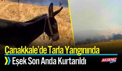 Çanakkale’de Tarla Yangınında Eşek Son Anda Kurtarıldı
