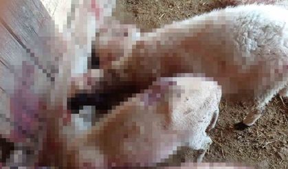 Ağıla Giren Kurt 8 Kuzuyu Telef Etti