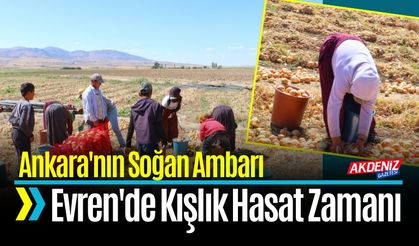 Ankara'nın Soğan Ambarı Evren'de Kışlık Hasat Zamanı