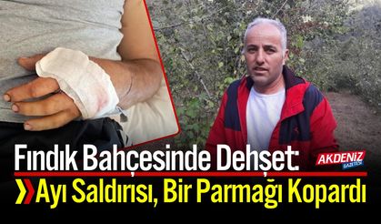 Fındık Bahçesinde Feci Olay: Ayı Saldırısı, Parmağı Koptu