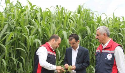 Bakanlık Tokat'ta Hayvancılığa Desteği Sürdürüyor