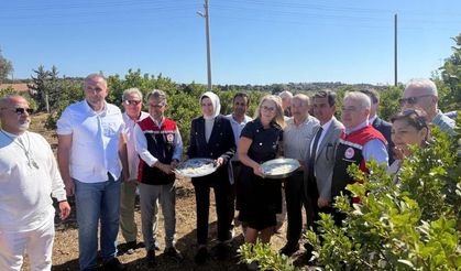 Çeşme'de Coğrafi İşaretli Damla Sakızı ve Zeytin Hasadı