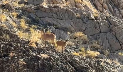 Cilo Dağı Zirvesinde Unutulmaz Anlar; Şaşırtan Sürpriz