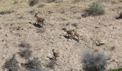 Dağ keçileri yerleşim alanına kadar geldi