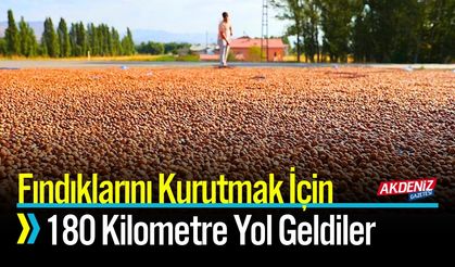 Fındıklarını Kurutmak İçin 180 Kilometre Yol Geldiler