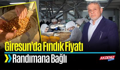 Giresun'da Fındık Fiyatı Randımana Bağlı