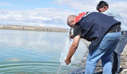 Kars'taki Göllere 500 Bin Yavru Sazan Bırakıldı