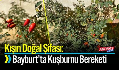 Kışın Doğal Şifası: Bayburt’ta Kuşburnu Bereketi