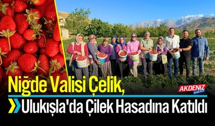 Niğde Valisi Çelik, Ulukışla'da Çilek Hasadına Katıldı