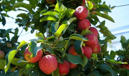 Niğde'de Dondurucu Soğuklar Elma Rekoltesini Vurdu