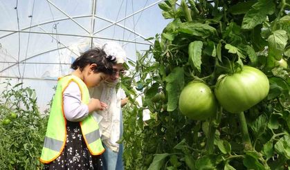 Özel Öğrenciler Serada Organik Sebze Hasadı Yaptı
