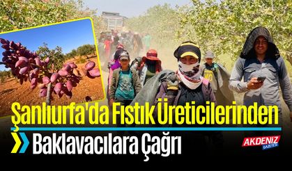 Şanlıurfa'da Fıstık Üreticilerinden Baklavacılara Çağrı